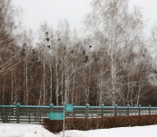 Сельский парк с милыми сердцу березами