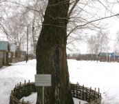 Дерево, посаженное С. Есениным
